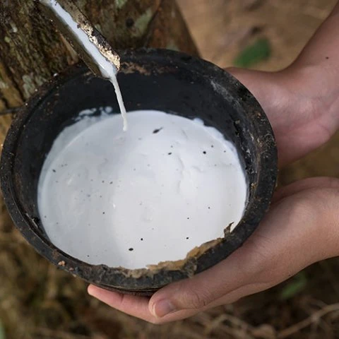 pure natural top quality raw rubber cup lump for sale.