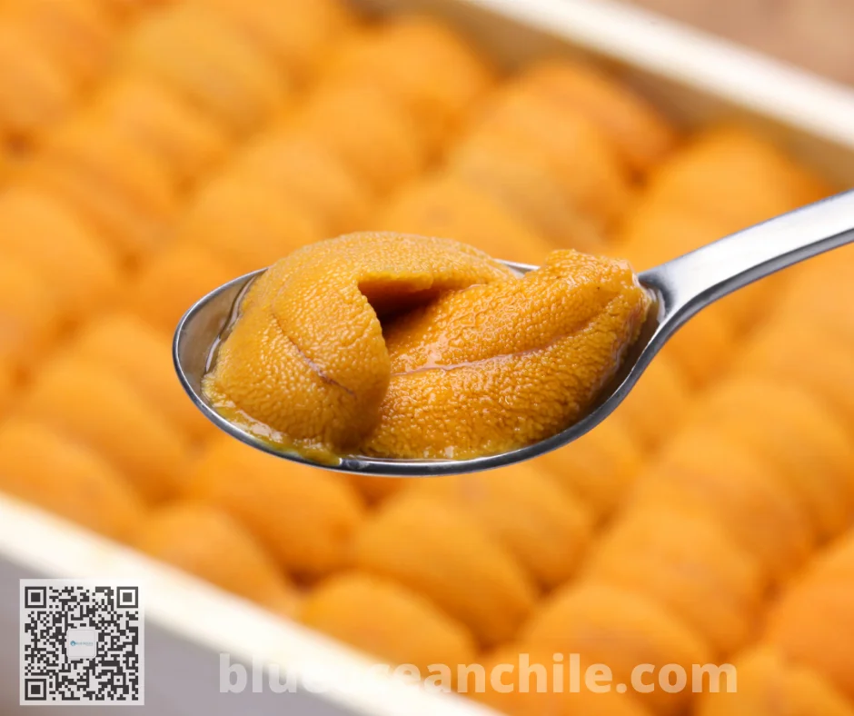 
UNI Sea Urchin 