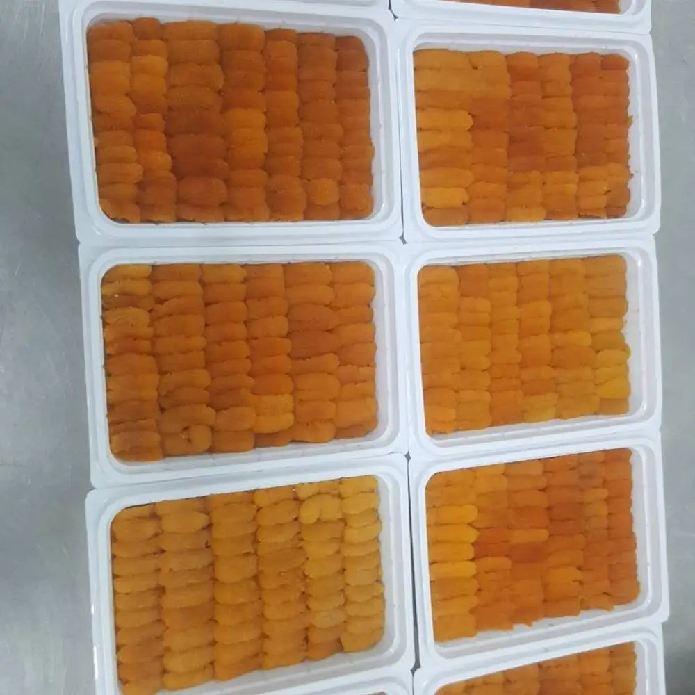 
HOT SELLING FRESH/FROZEN SEA URCHIN 