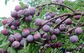 
Fresh Plums For Sale 