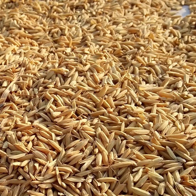 
Raw Material Rice Husk Export Quality for Wholesale 