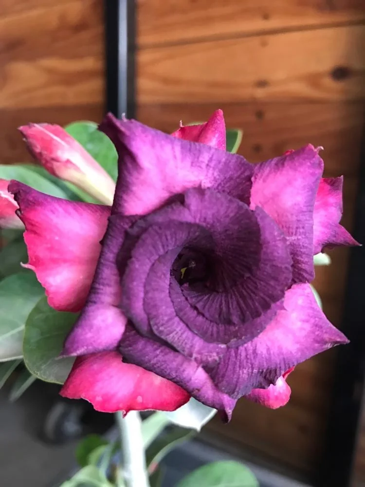 
ADenium graft plant fancy color very cheap price 