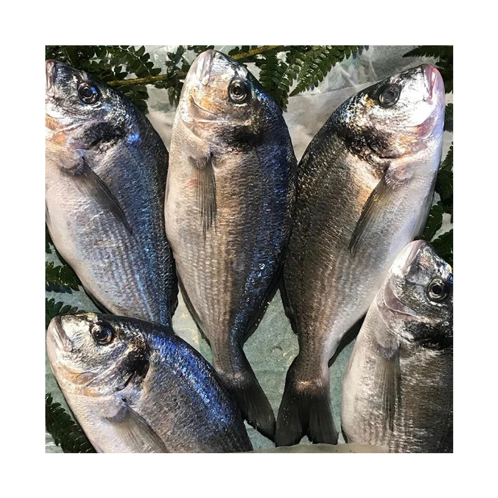 best price fresh & frozen sea bream fish from our farms in