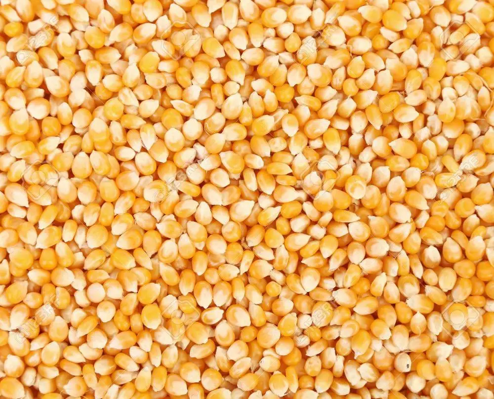 
NON GMO Dried Yellow Corn 