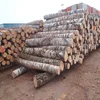 /product-detail/top-quality-ukraine-pine-wood-logs-birch-wood-logs-spruce-wood-logs-62013944776.html