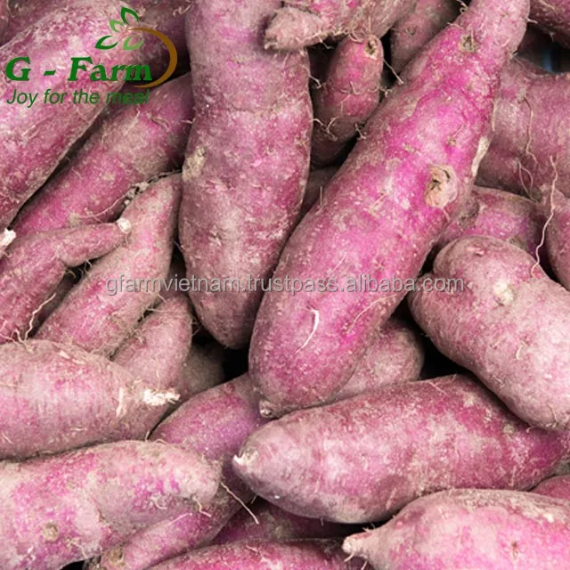 
Season 2019 for sale sweet potato Japanese best price 