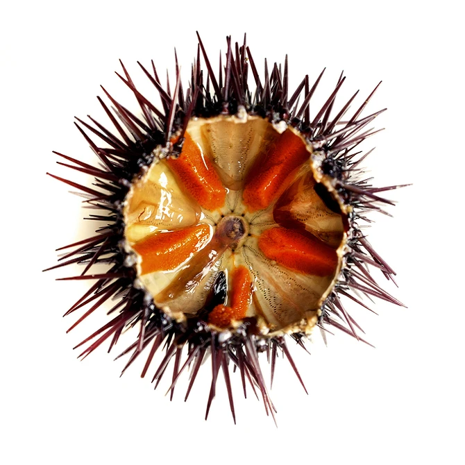 
SEA URCHIN COMPETITIVE PRICE FOR WHOLESALES 