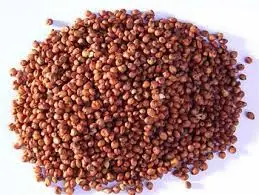 Sorghum.jpg