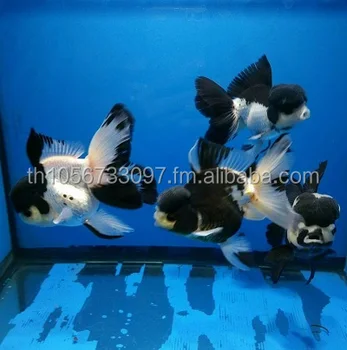 panda goldfish for sale