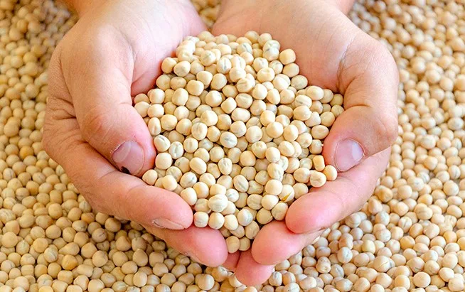 мука нутовая экструдированная. горох колотый в мешке. горох сушеный. измельченный горох. горох лущеный колотый.