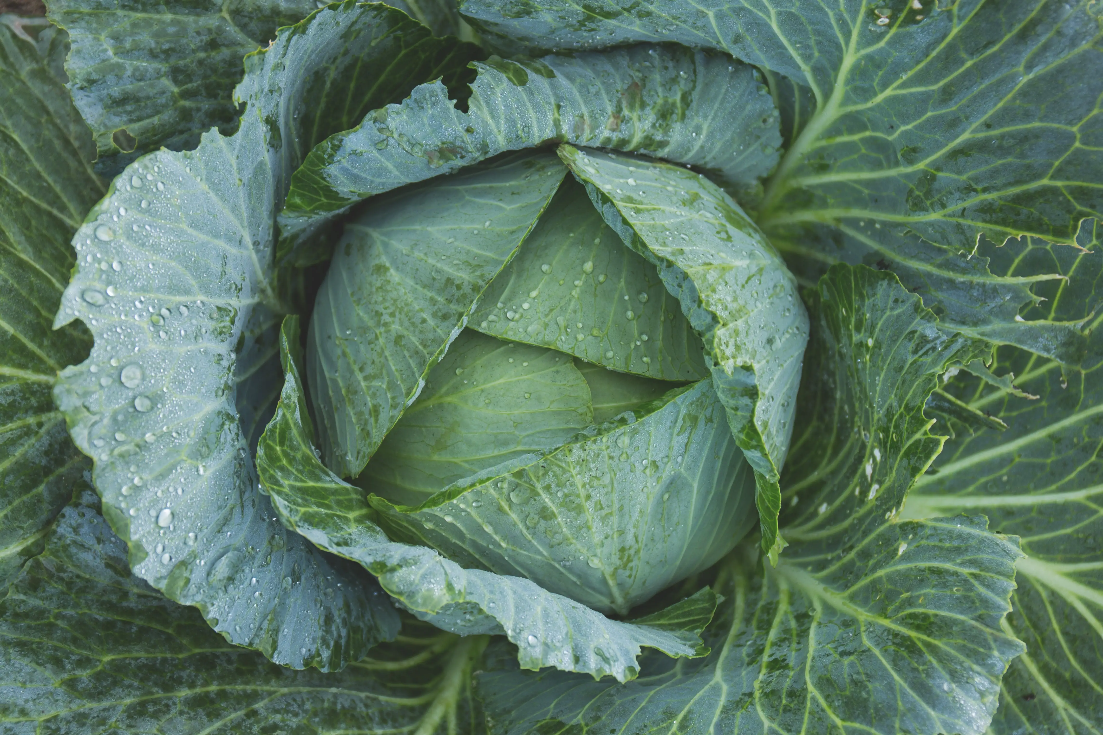 
Wholesale bulk export prices per ton green fresh frozen cabbage for sale 