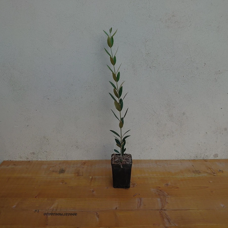 
Olea Europaea Olive Tree made in Italy 1 years Natural Olive Tree Di Vita Luca 