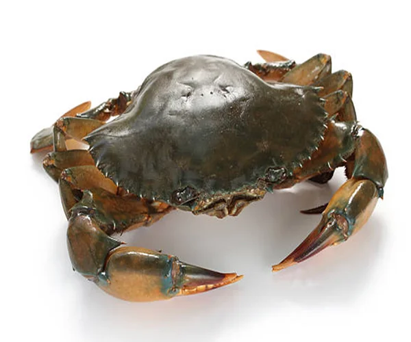 live mud crab for sale in 2019