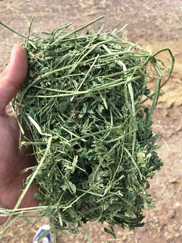 
Sun dried Alfalfa Hay from Turkey 