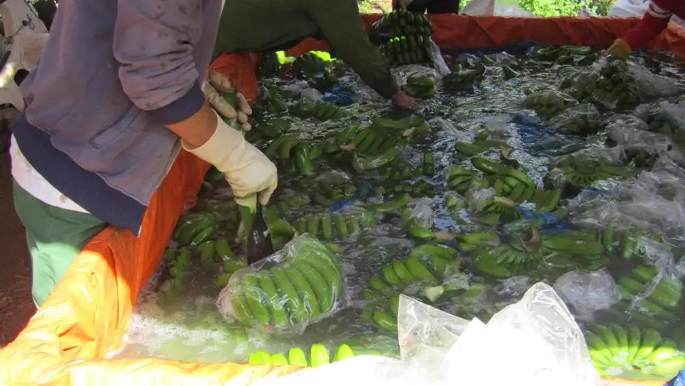 
Green cavendish bananas from Viet Nam (Bien Ho) 