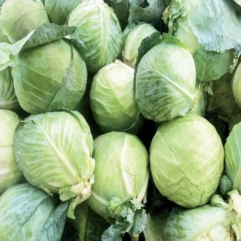 high quality red cabbage, fresh purple cabbage for sale