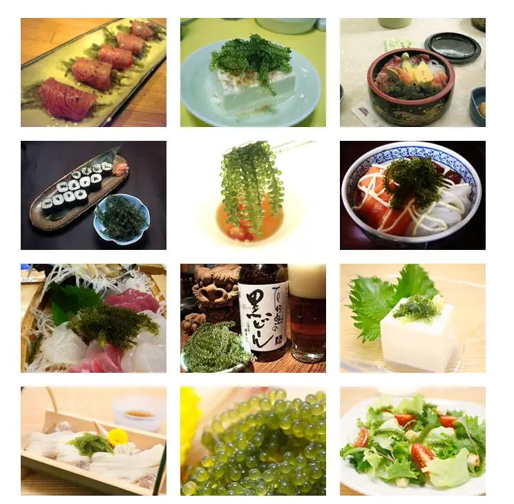 Fresh Lato Sea Grapes Seaweed Serena Buy Sea Grapes Sea Grapes