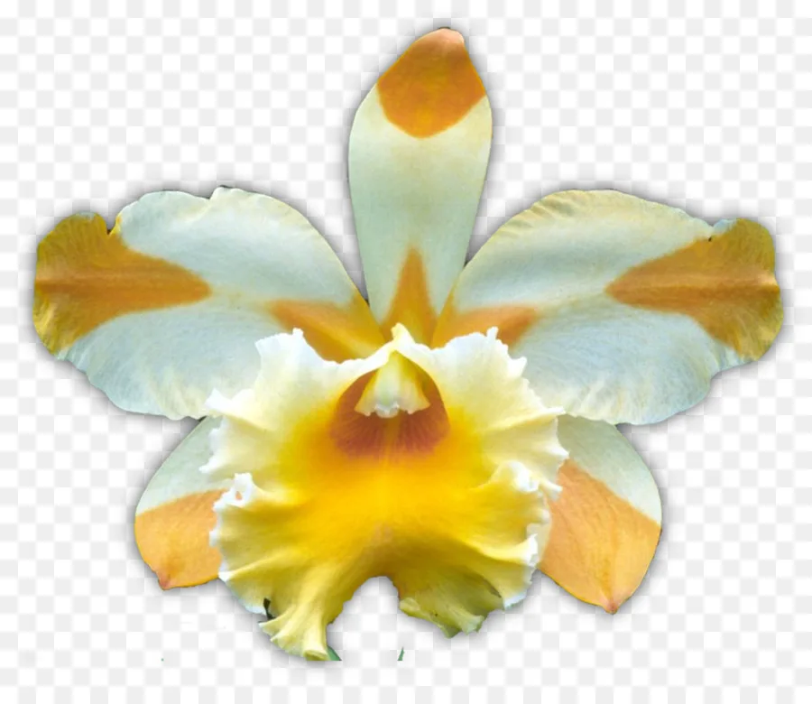 
orange orchids mokara Flowers 