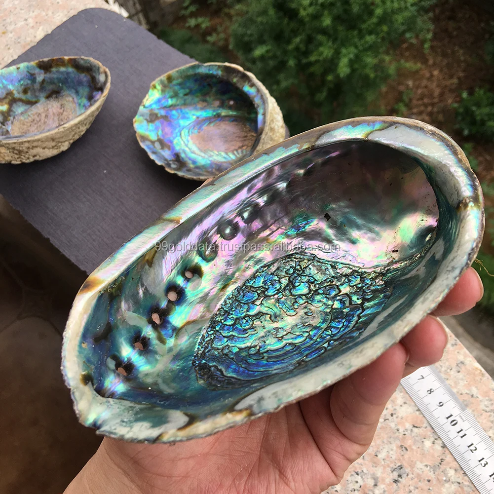 Polished Abalone Shell Smudging Raw Abalone Shell Raw Abalone Shells