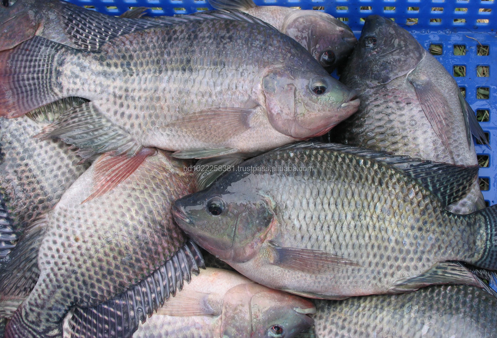 high quality fresh tilapia fish with wholesale from bangladesh