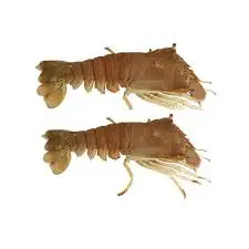 
Whole Fesh Slipper Lobster - best tasted 