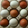 HEALTHY Point of Lay Lohmann Brown Hens