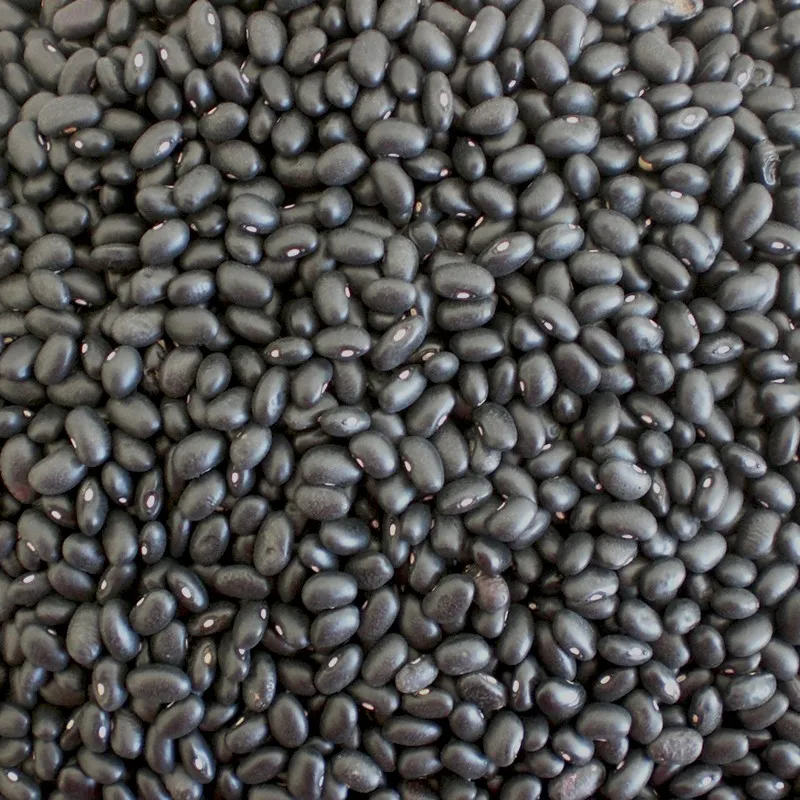 
High Quality Organic Black Kidney Beans 