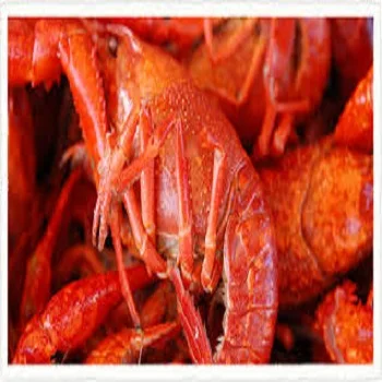 
Quality Fresh Frozen Crayfish For Sale 