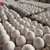 White and Brown Chicken Eggs, Fresh Table Eggs