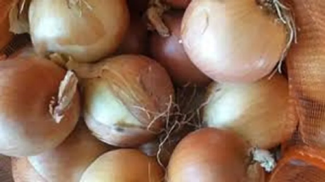 onion2.jpg