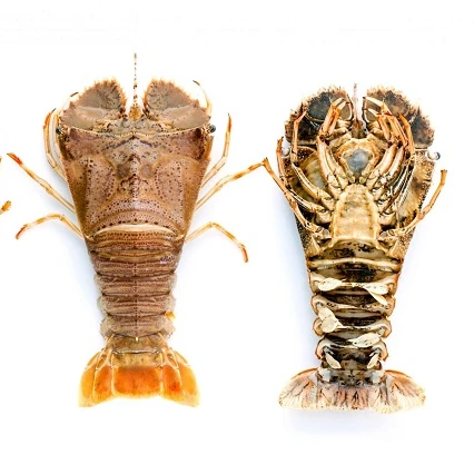 
Best quality Frozen Slipper Lobster In Viet Nam 