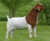 LIVE Full Blood Boer Goats / Pure Breed Saanen Goats / Sheep / Cattle/ Lambs