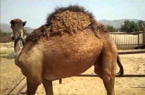 
Shall camels 
